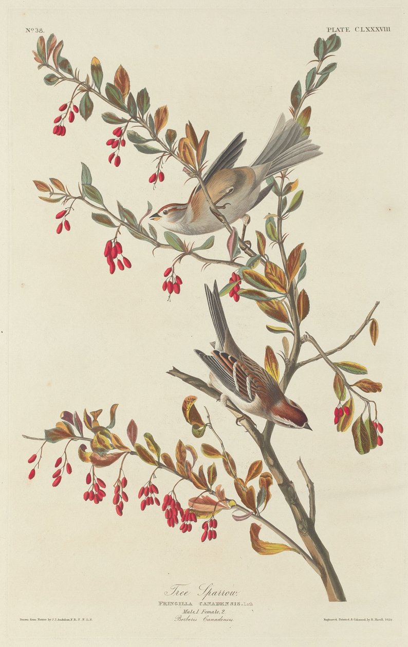 Vrabec stromový, 1834. od Robert Havell