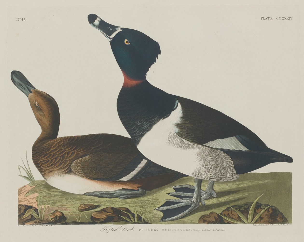 Všívaná kachna, 1834. od Robert Havell