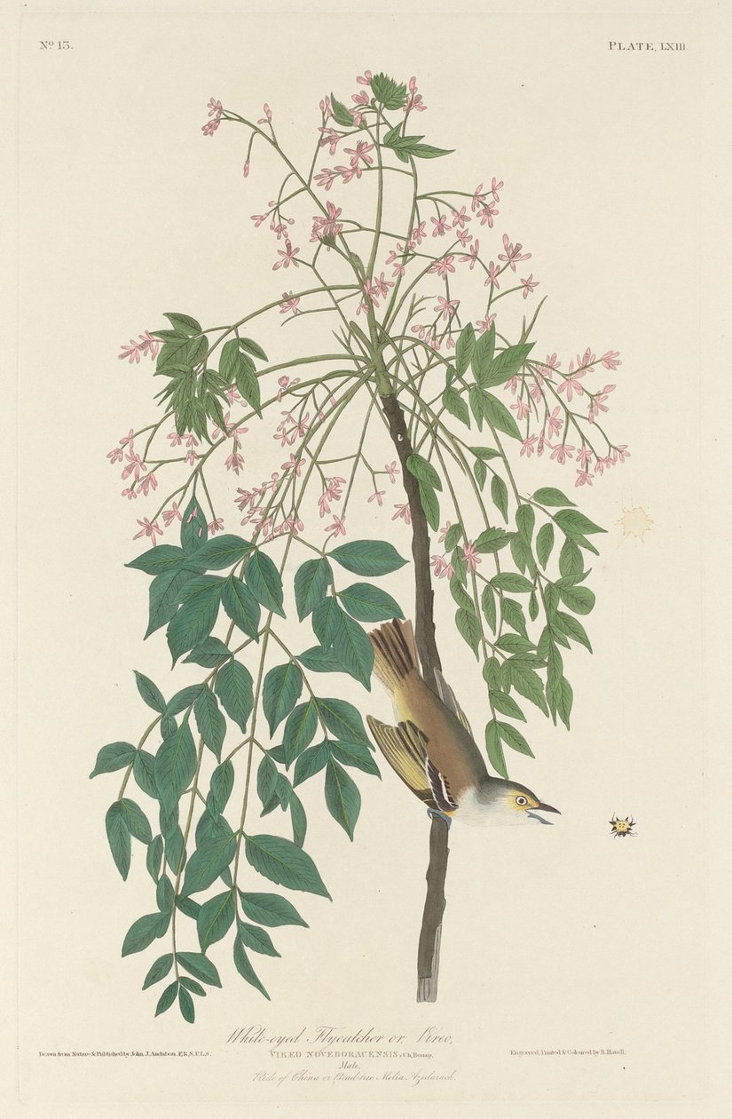 Bílooký lapač much, 1829. od Robert Havell