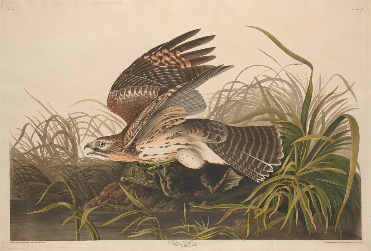 Zimní jestřáb, 1829. od Robert Havell