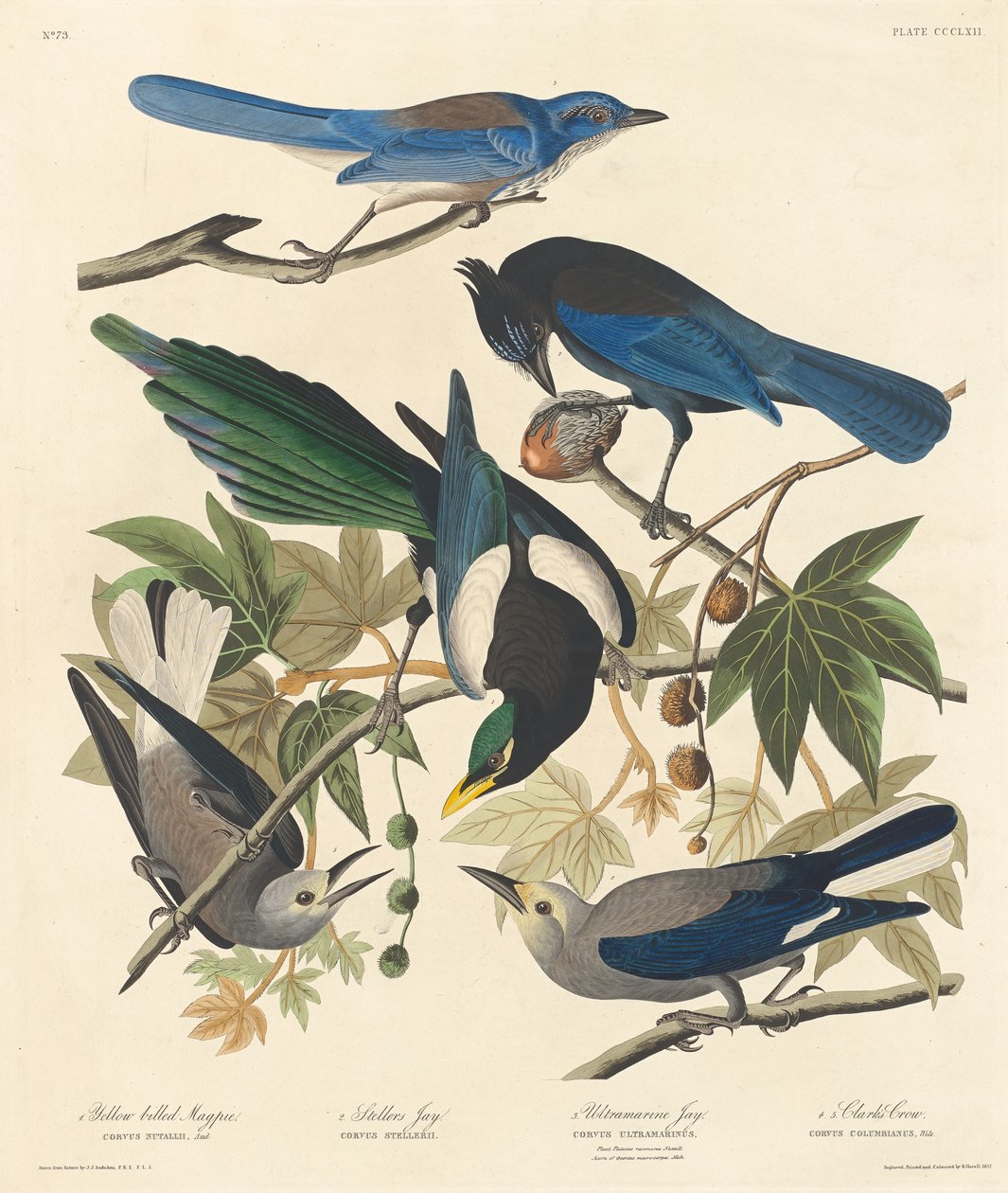 Straka žlutozobá, Stellers Jay, Ultramarine Jay a Clarkova vrána, 1837. od Robert Havell