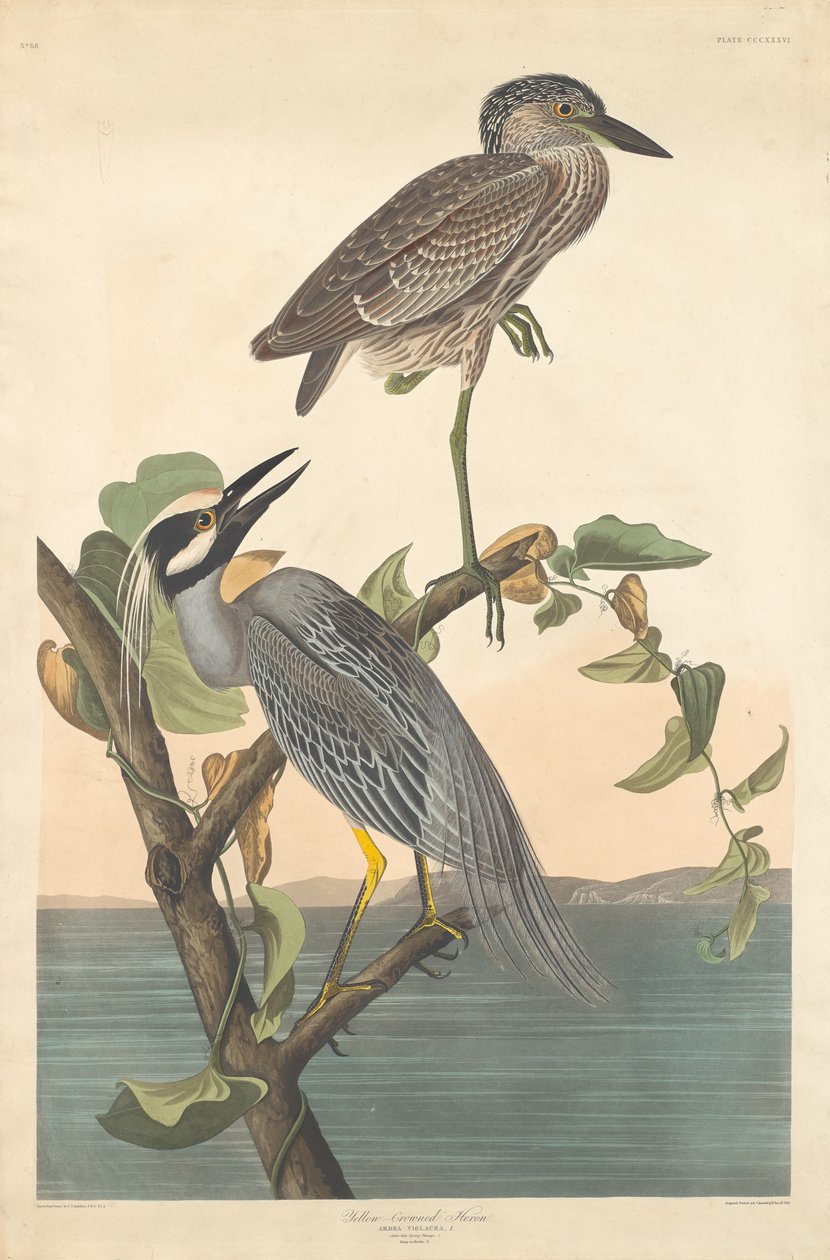 Volavka žlutokorunovaná, 1836. od Robert Havell