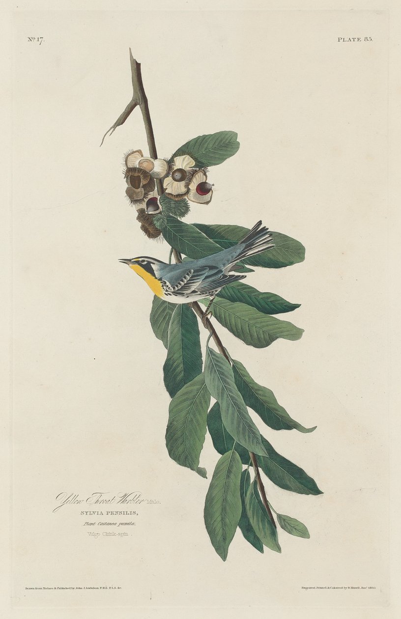 Pěnice žlutohrdlá, 1830. od Robert Havell