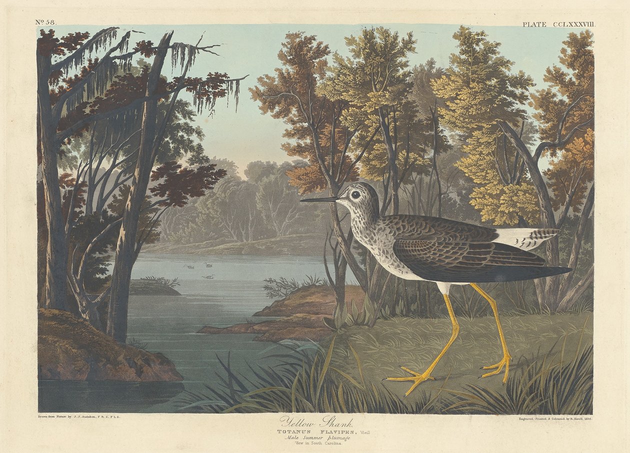 Žlutá stopka, 1836. od Robert Havell