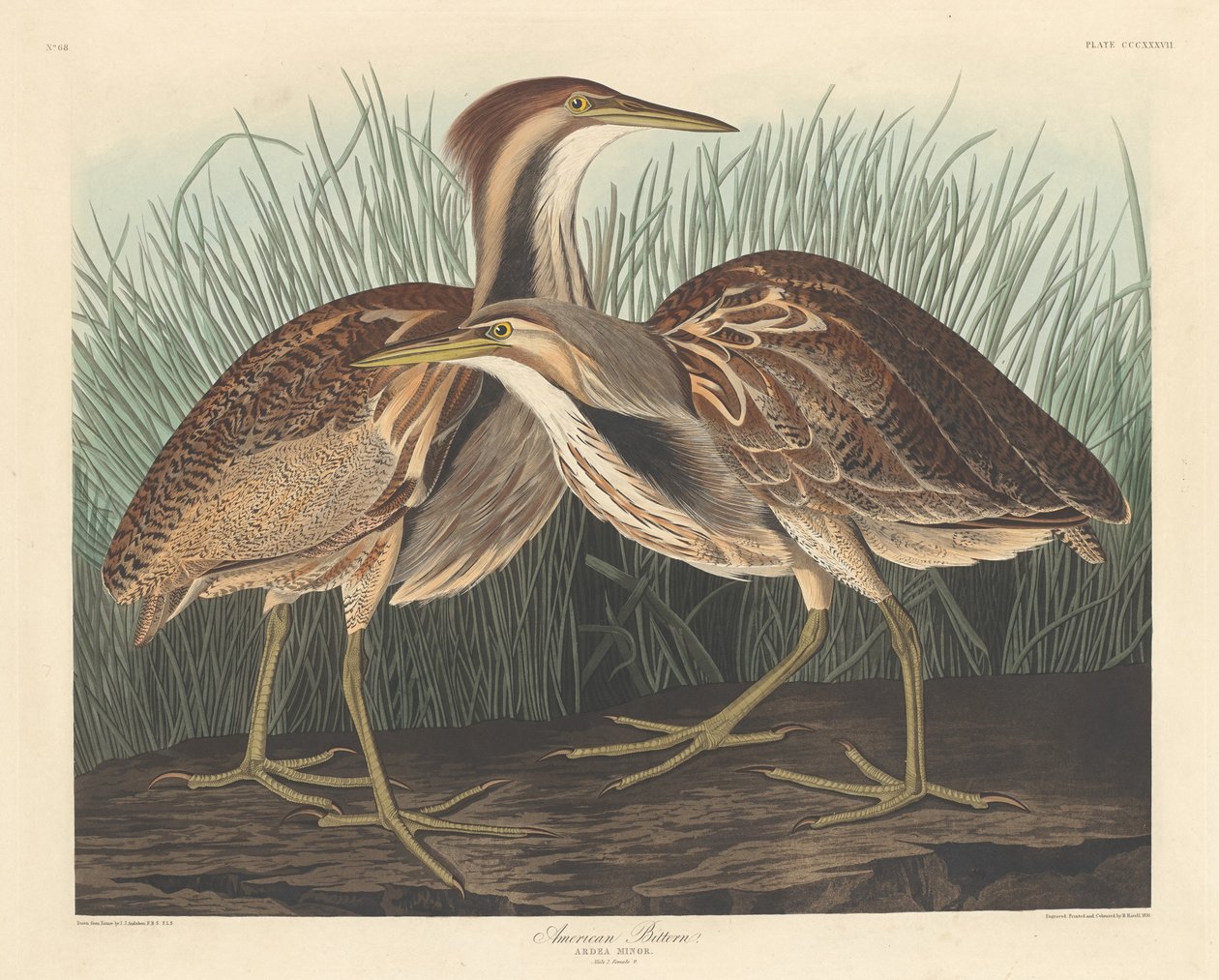 Bittern americký od Robert Havell after John James Audubon