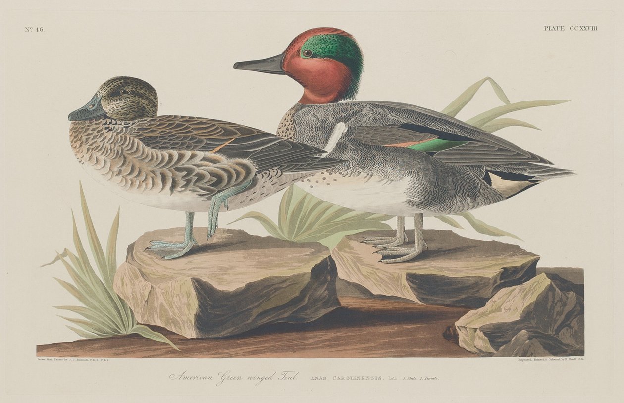 Teal zelenokřídlý americký od Robert Havell after John James Audubon