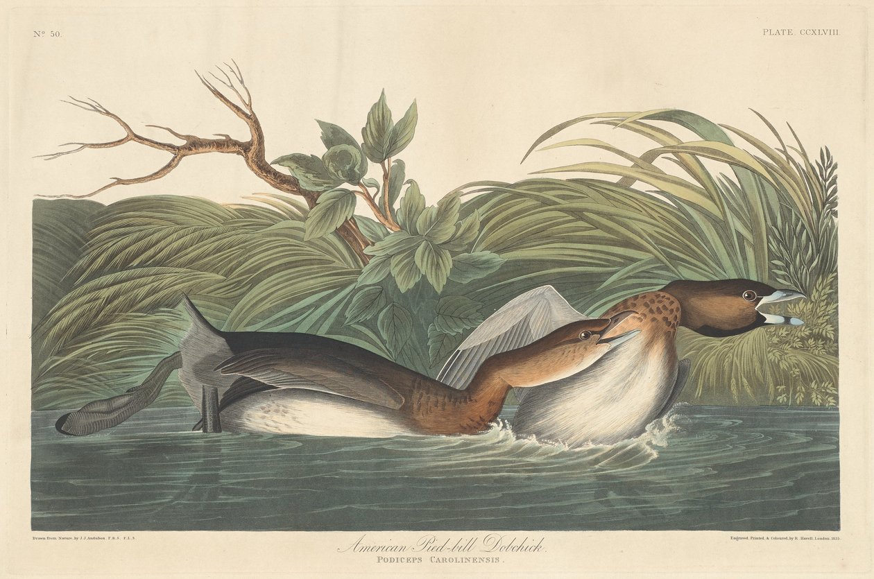 Americký Pied-Bill Dobchick od Robert Havell after John James Audubon