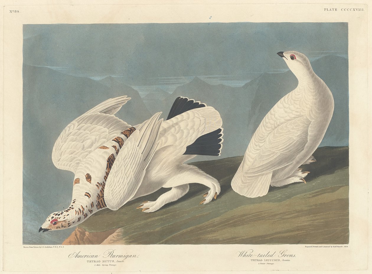 Ptarmigan americký a tetřívek obecný od Robert Havell after John James Audubon