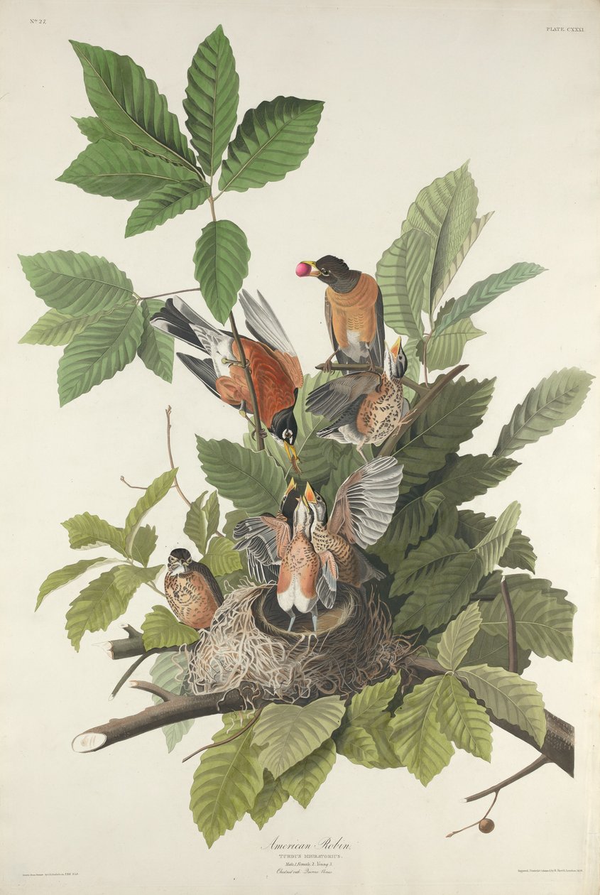 Americký Robin od Robert Havell after John James Audubon