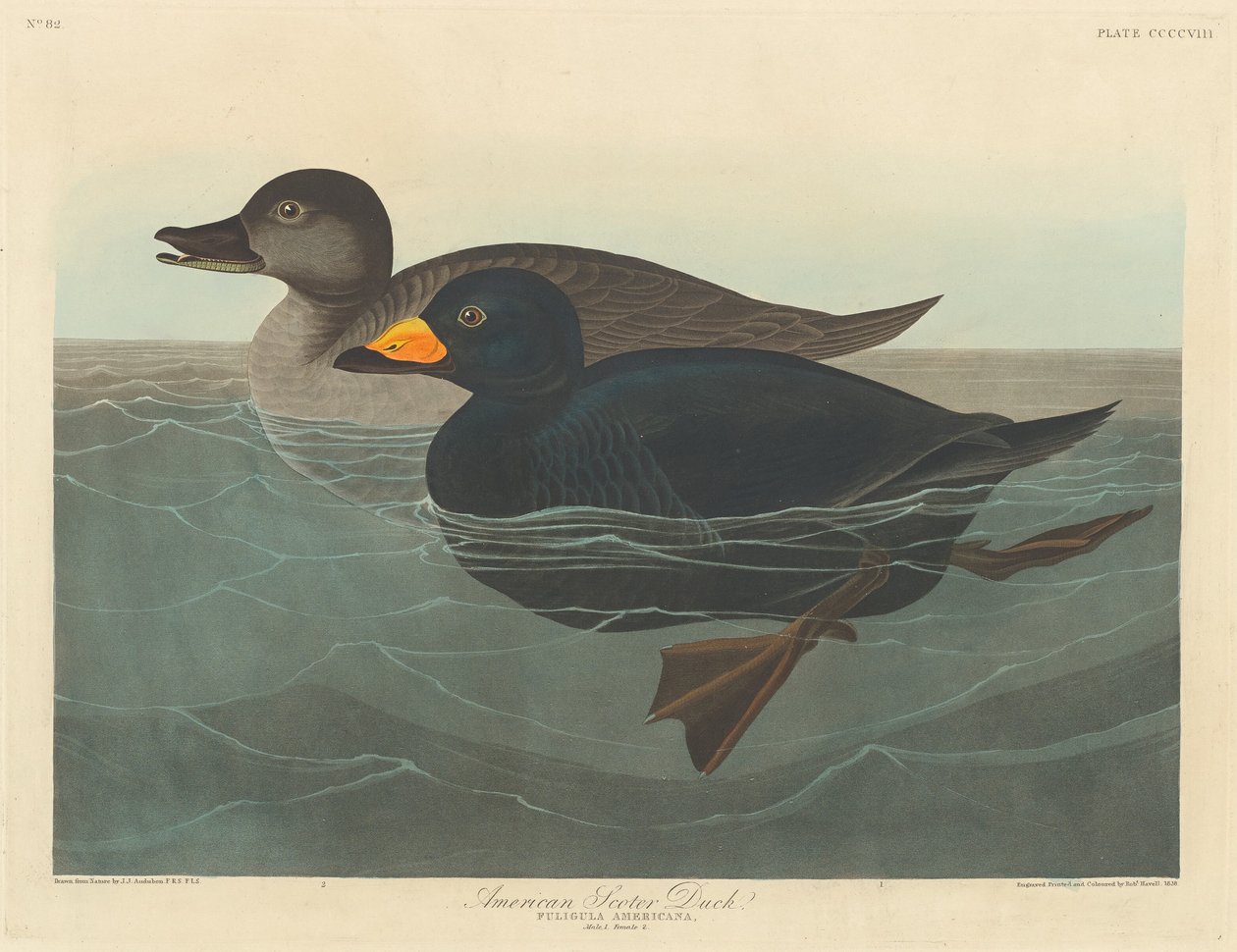Americká Scoter Duck od Robert Havell after John James Audubon