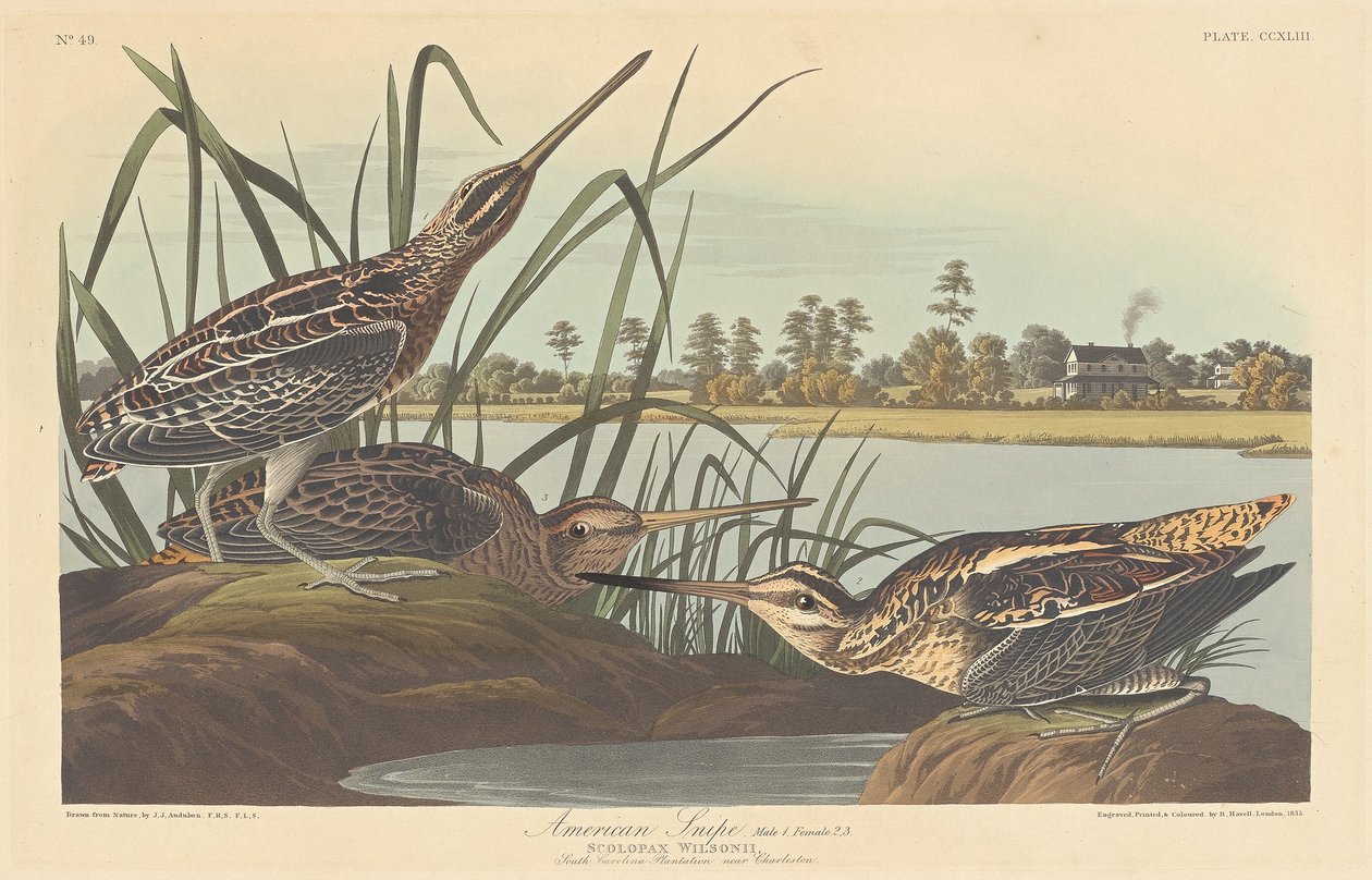 Americký Snipe od Robert Havell after John James Audubon