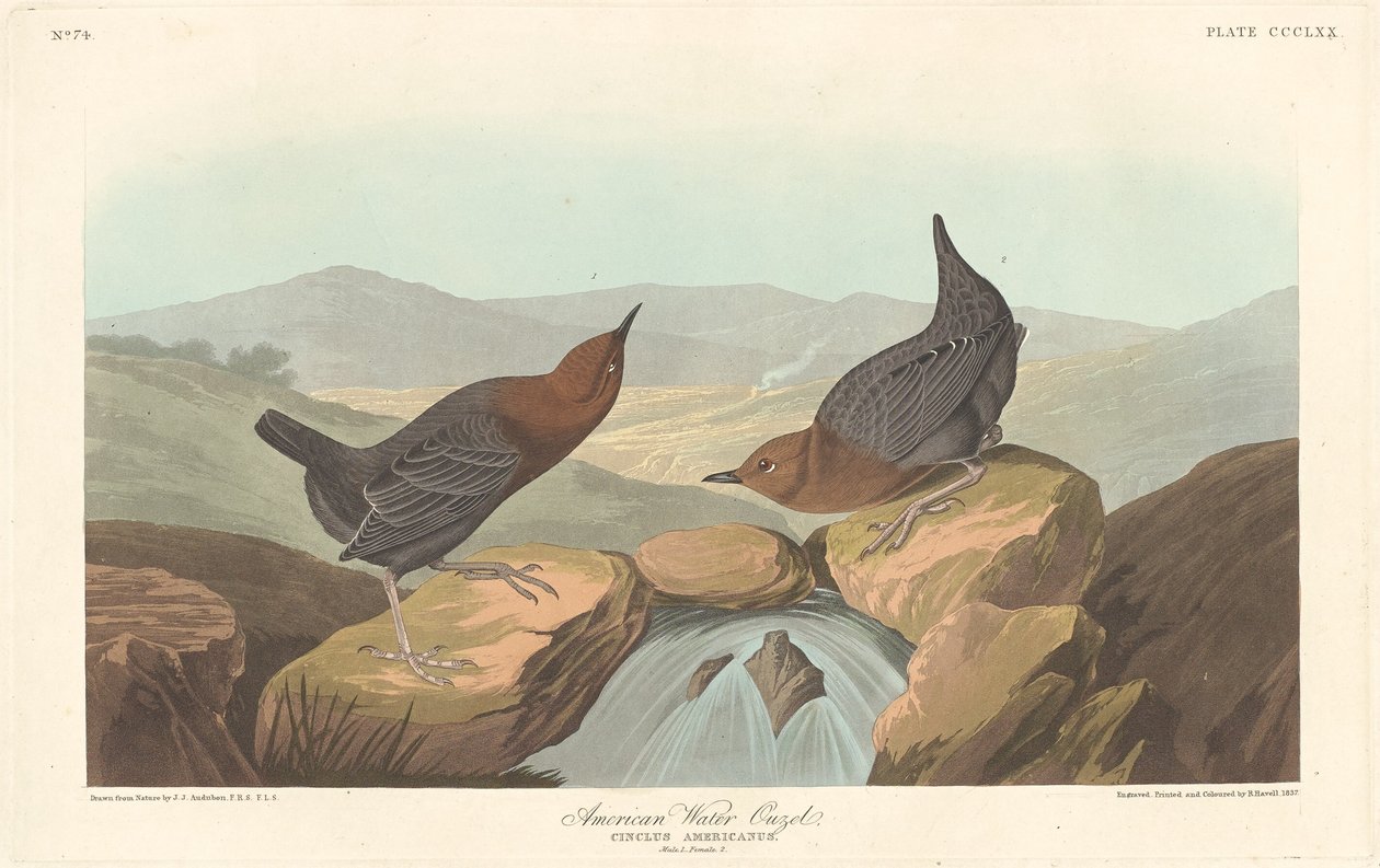 Americký vodní ouzel od Robert Havell after John James Audubon