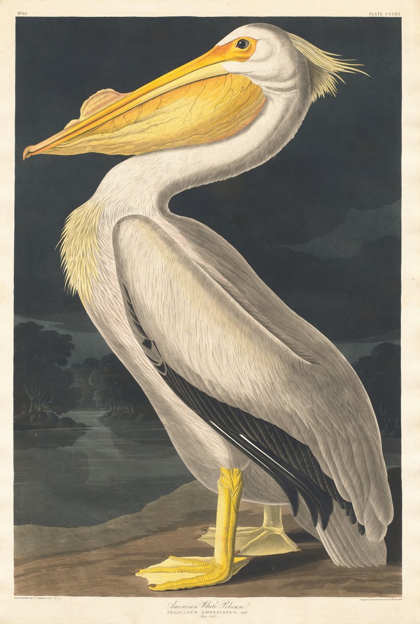 Americký bílý pelikán od Robert Havell after John James Audubon
