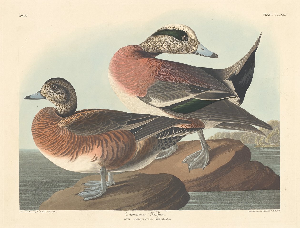 Americký Widgeon od Robert Havell after John James Audubon