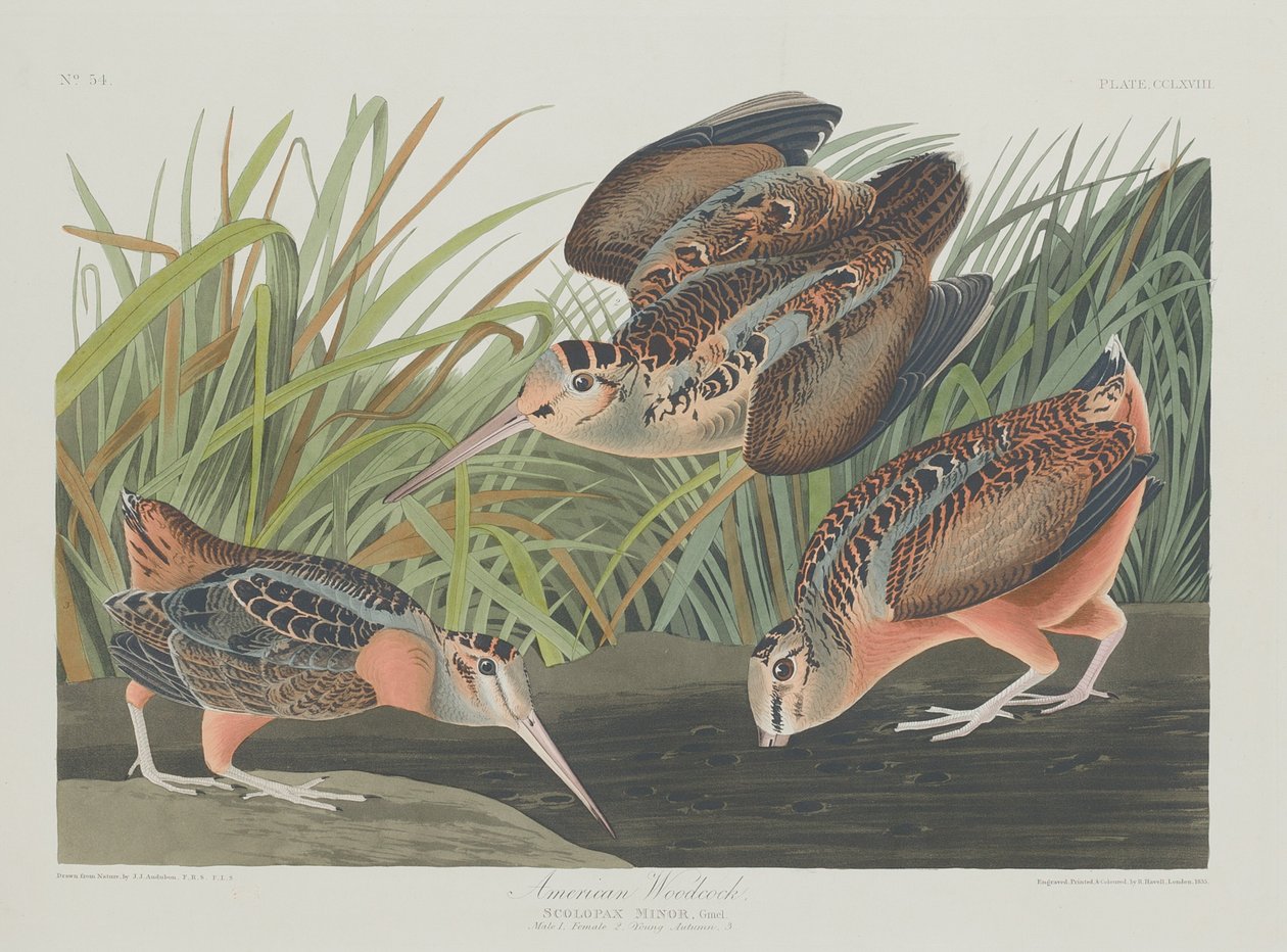 Americký Woodcock od Robert Havell after John James Audubon