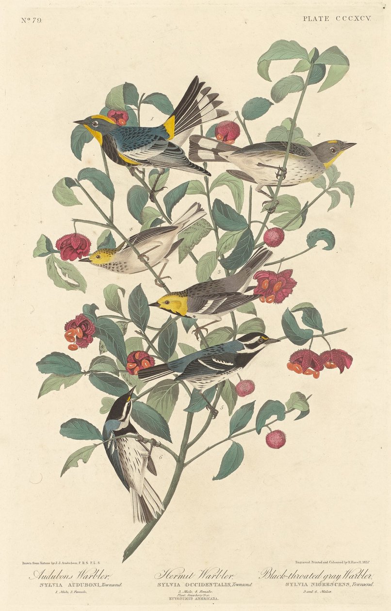 Pěnice Audubonova, pěnice poustevnická a pěnice černokrká od Robert Havell after John James Audubon