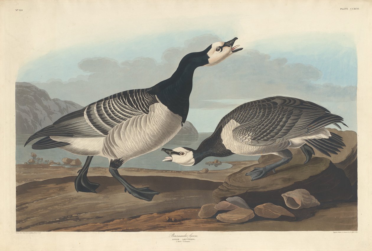 Barnacle Goose od Robert Havell after John James Audubon