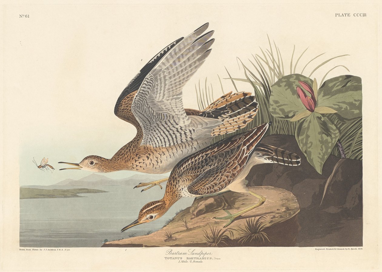 Bartram Sandpiper od Robert Havell after John James Audubon