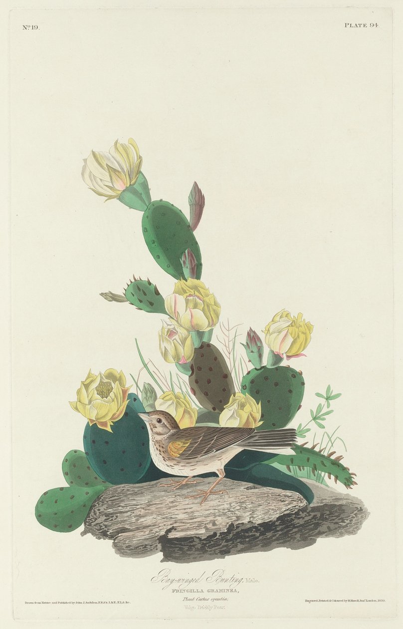 Strnad hnědokřídlý od Robert Havell after John James Audubon