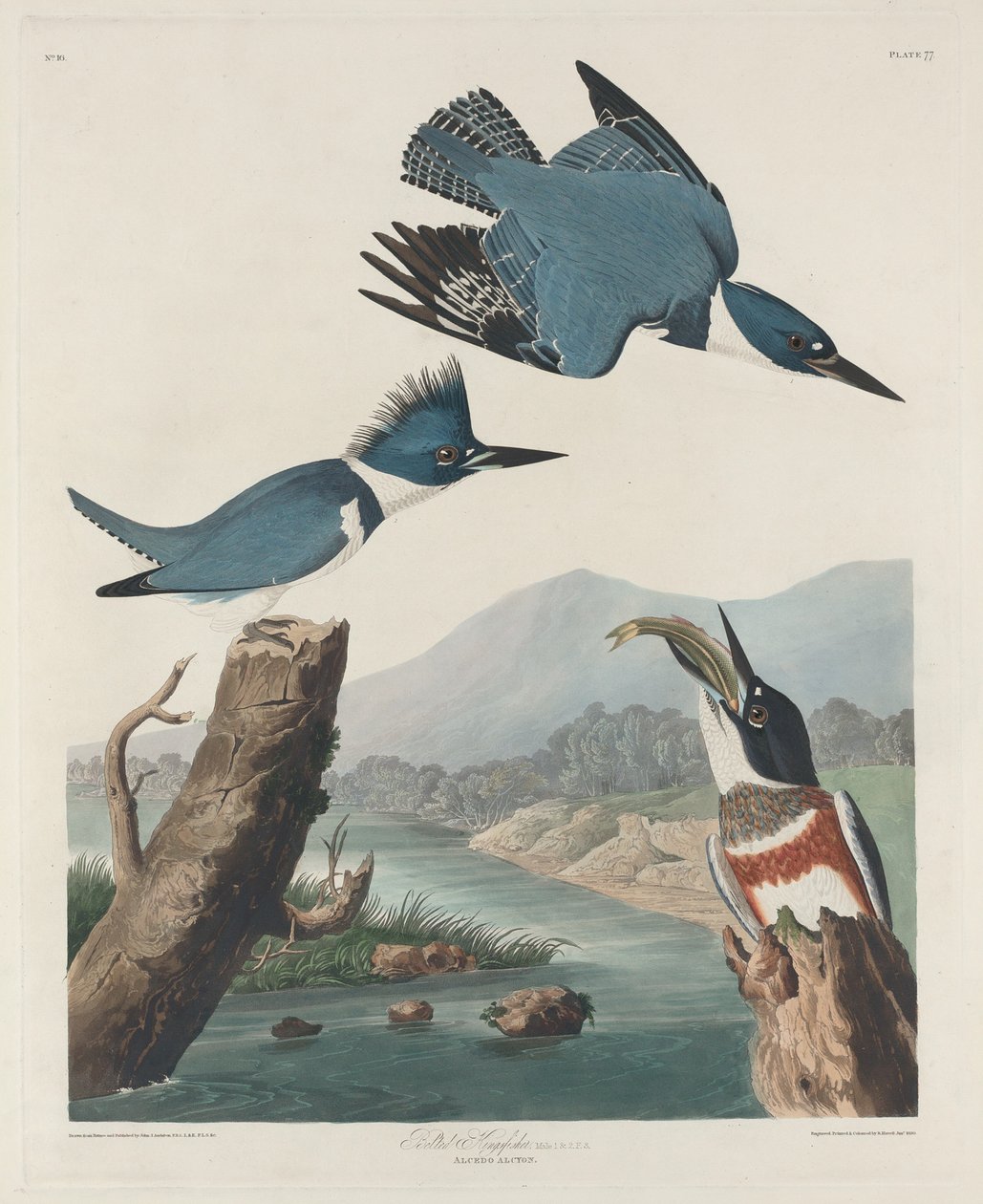 Ledňáček říční od Robert Havell after John James Audubon