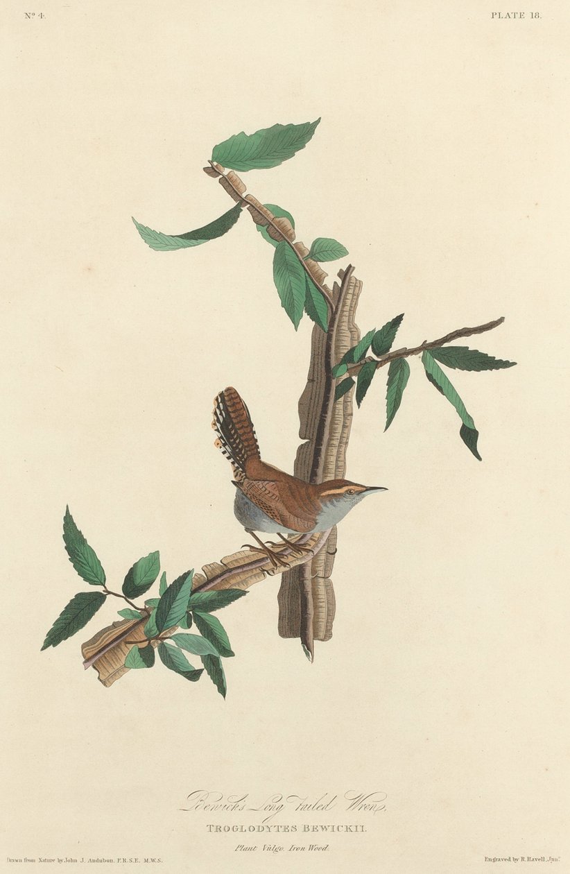 Bewickův střízlík dlouhoocasý od Robert Havell after John James Audubon