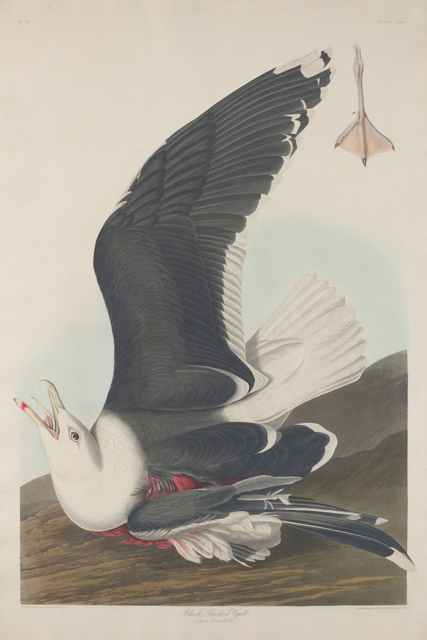 Racek černohřbetý od Robert Havell after John James Audubon