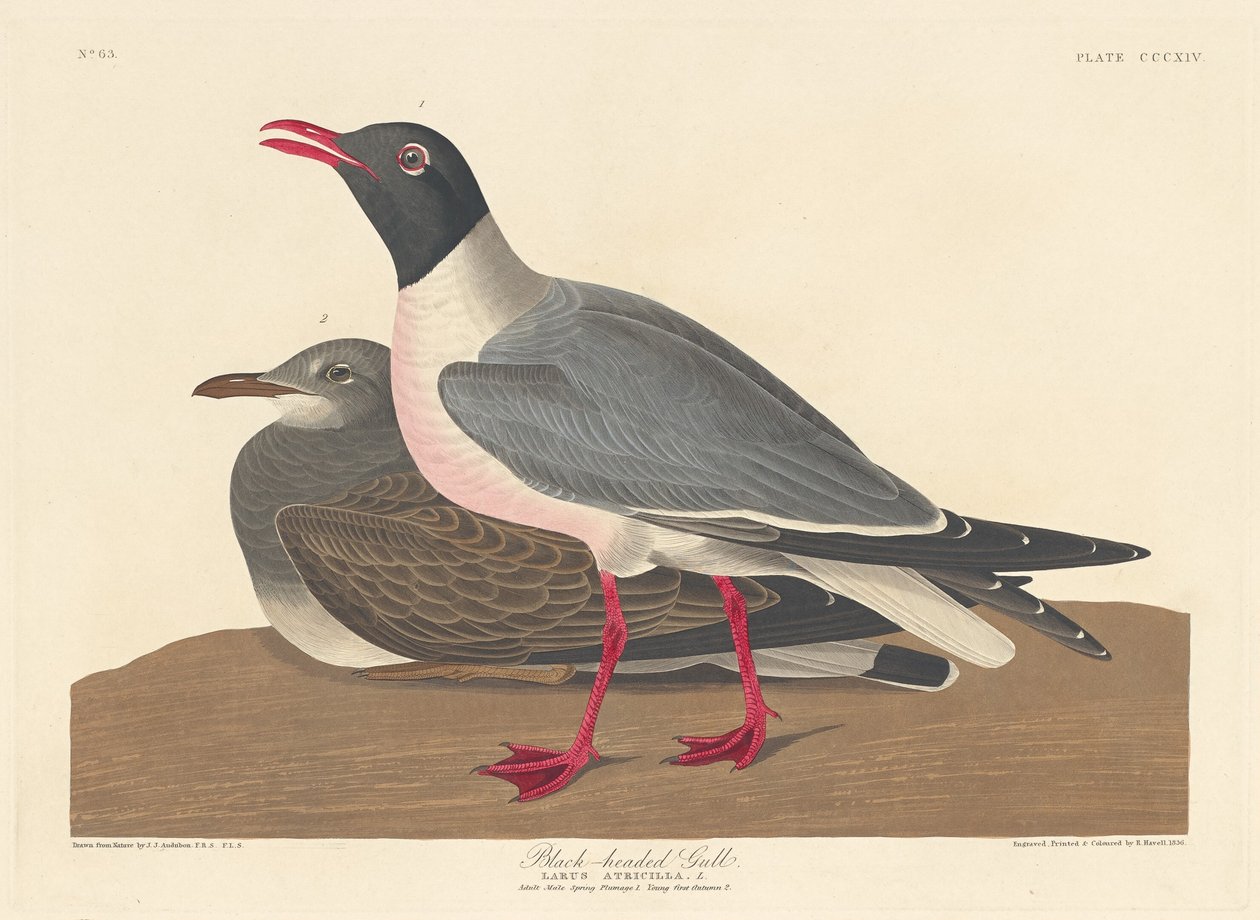 Racek černohlavý od Robert Havell after John James Audubon