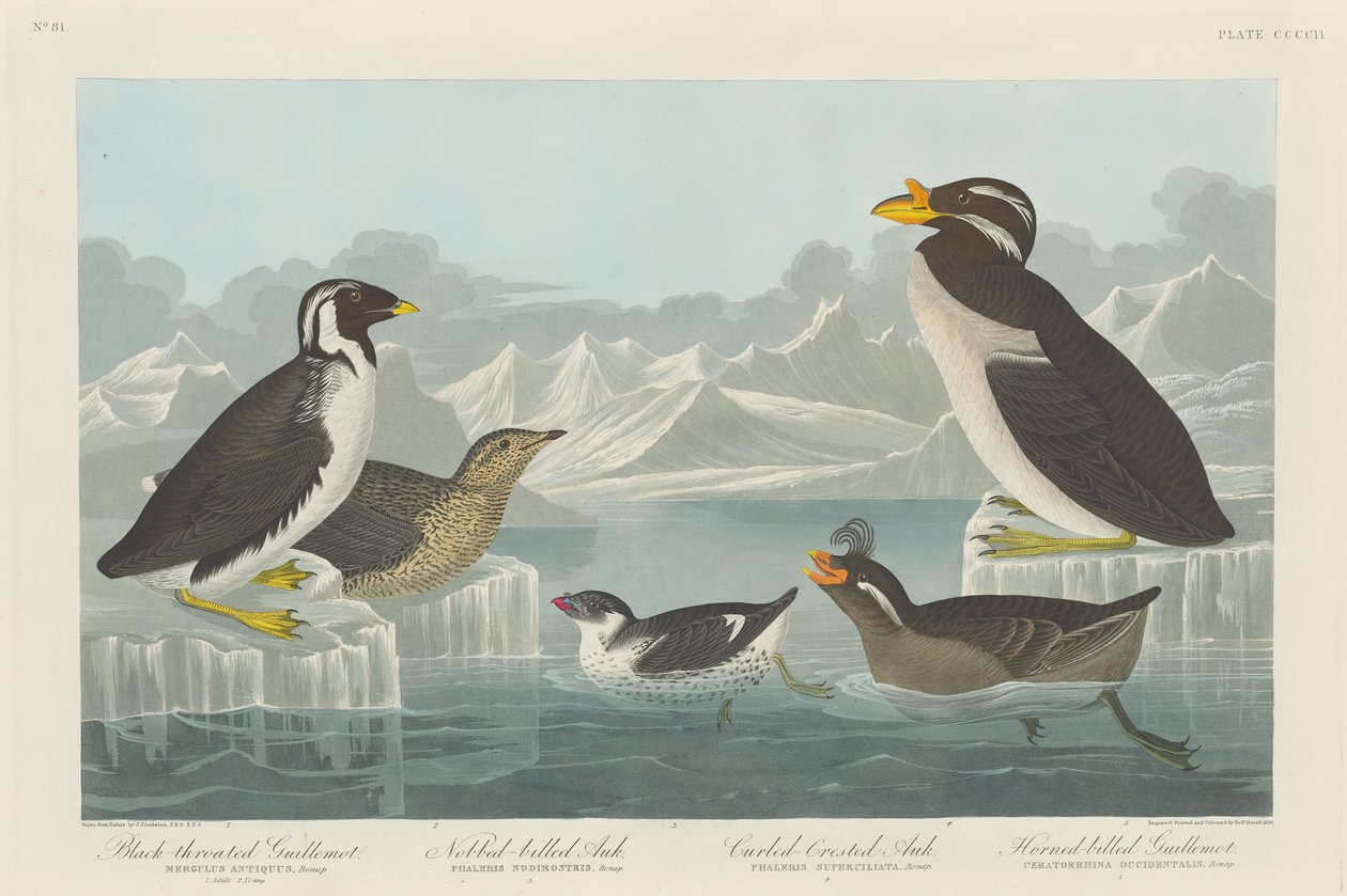 Guillemot černohrdlý, alek vznešený, alko kadeřavý a alko rohatý od Robert Havell after John James Audubon