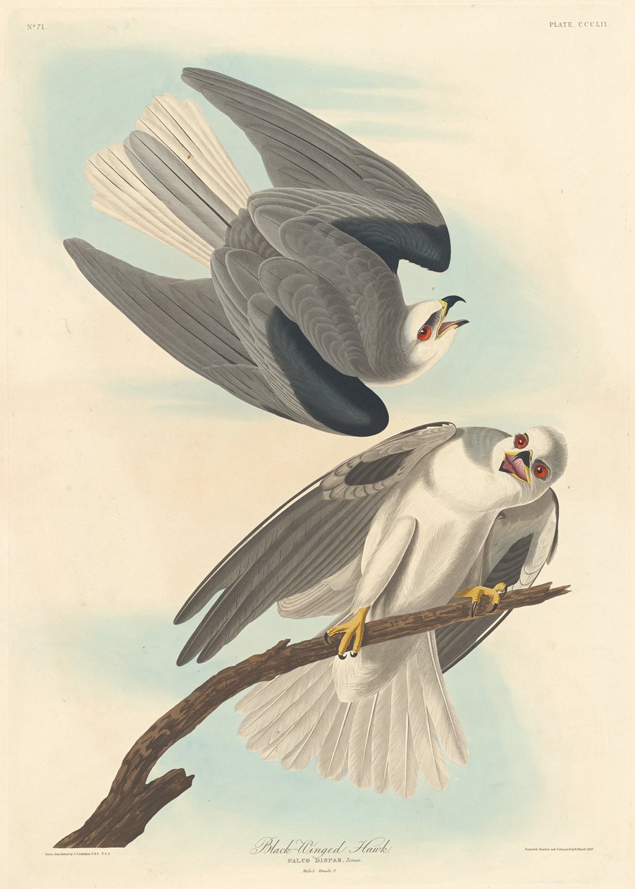 Jestřáb černokřídlý od Robert Havell after John James Audubon