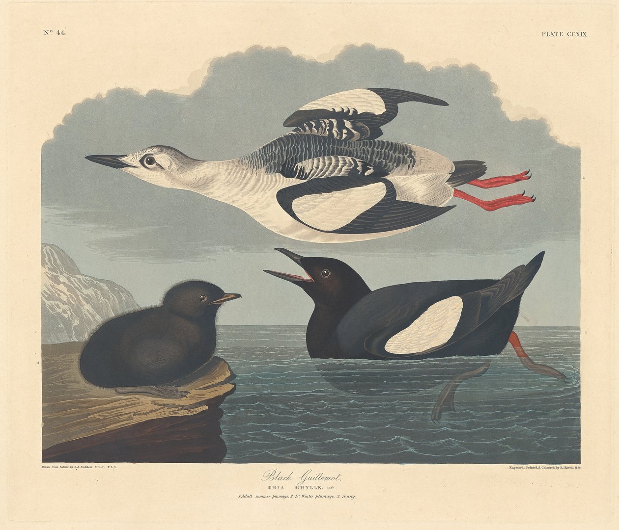 Černý Guillemot od Robert Havell after John James Audubon