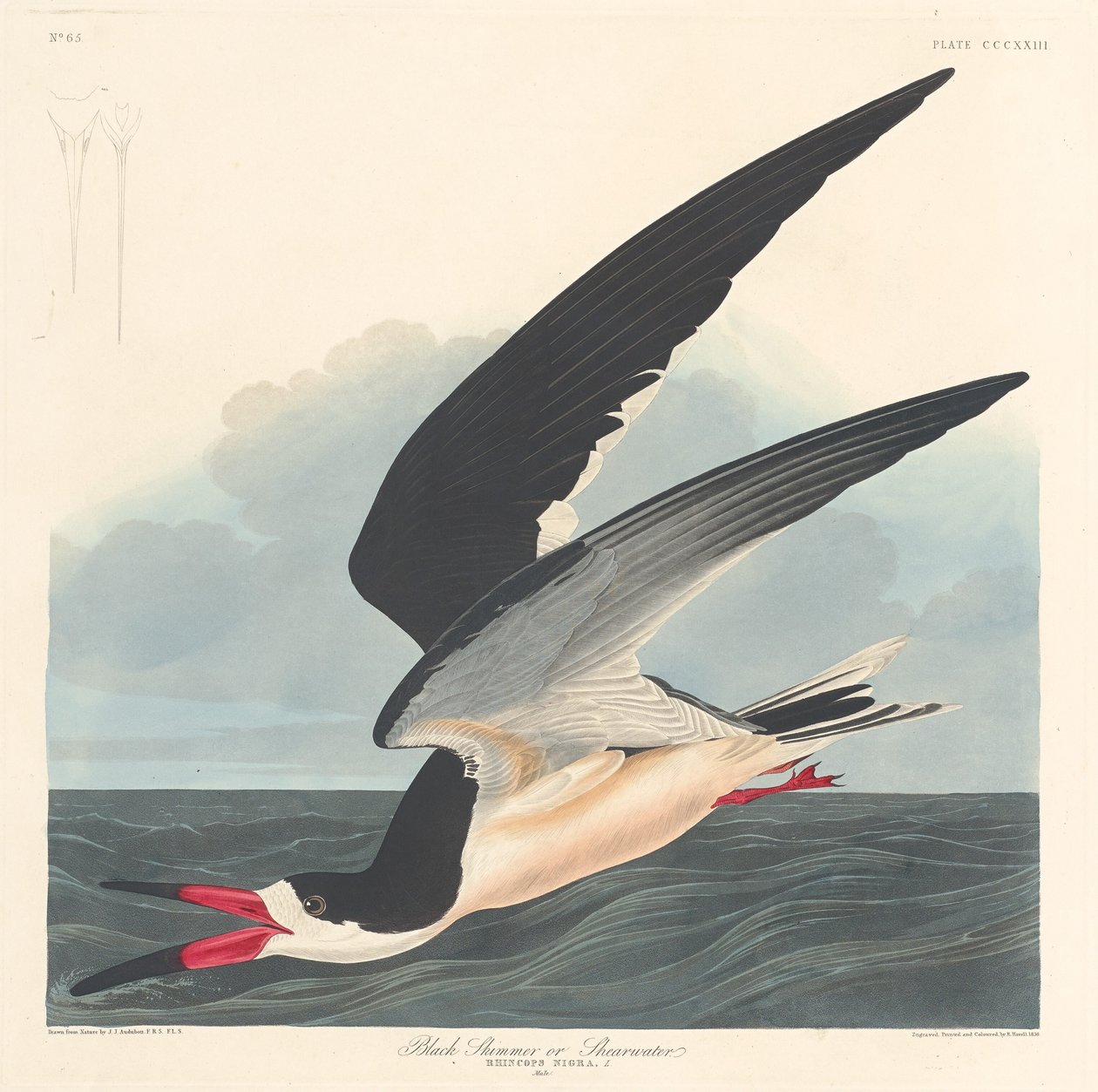 Černý skimmer od Robert Havell after John James Audubon