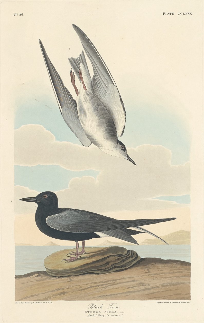 Rybák černý od Robert Havell after John James Audubon