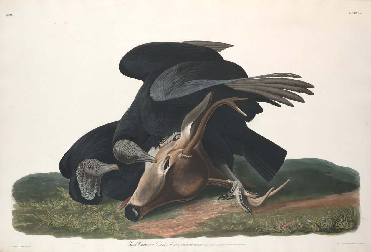 Černý sup od Robert Havell after John James Audubon