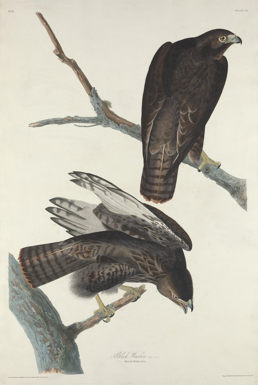 Černý válečník od Robert Havell after John James Audubon