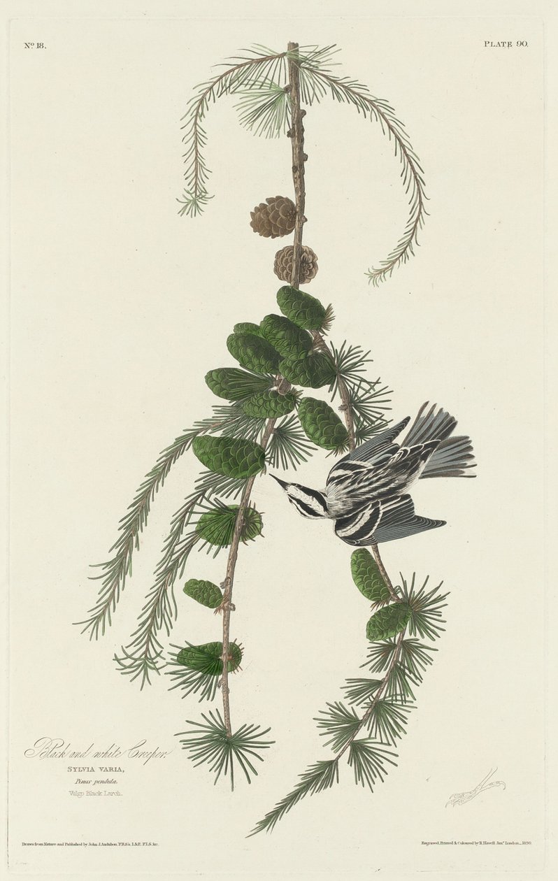 Black and White Creeper od Robert Havell after John James Audubon