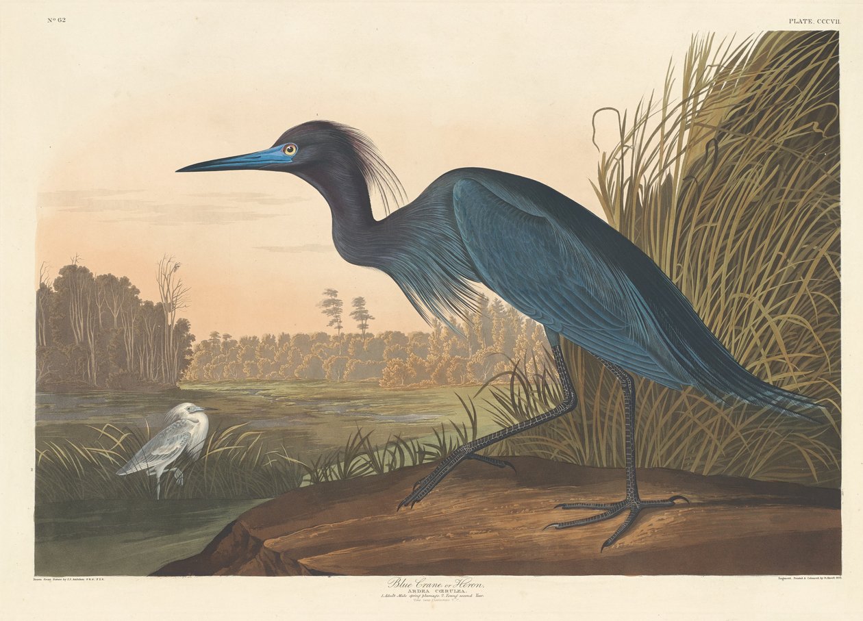 Modrý jeřáb nebo volavka od Robert Havell after John James Audubon