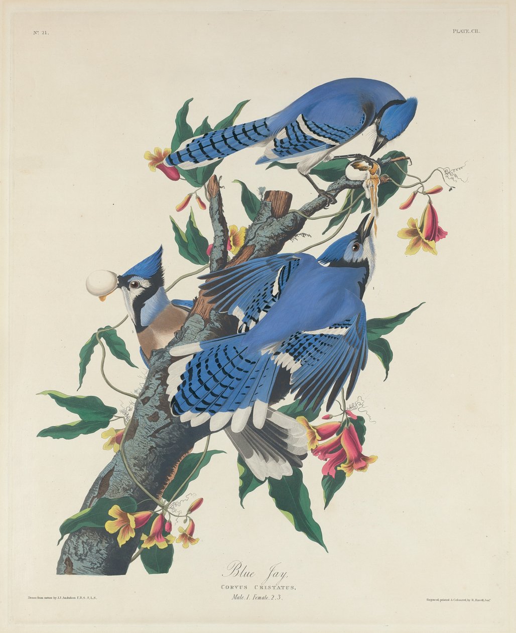 Blue Jay od Robert Havell after John James Audubon