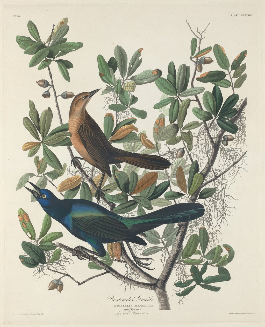 Grackle s lodním ocasem od Robert Havell after John James Audubon