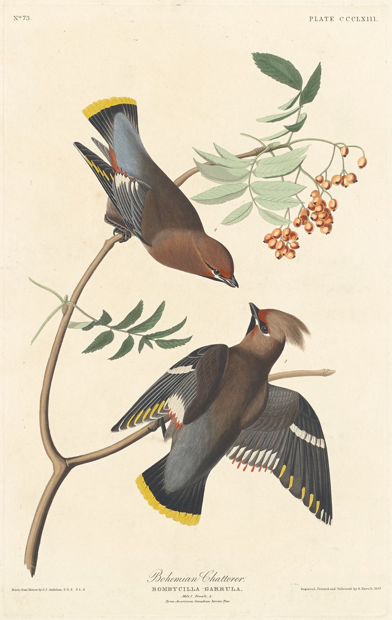 Bohémský žvanil od Robert Havell after John James Audubon
