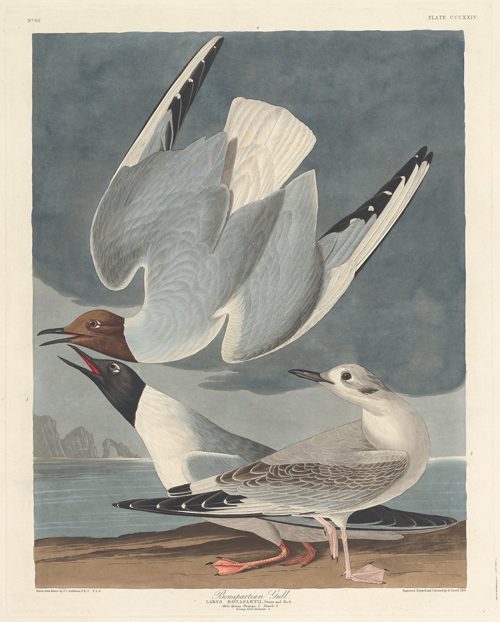 Racek Bonapartský od Robert Havell after John James Audubon