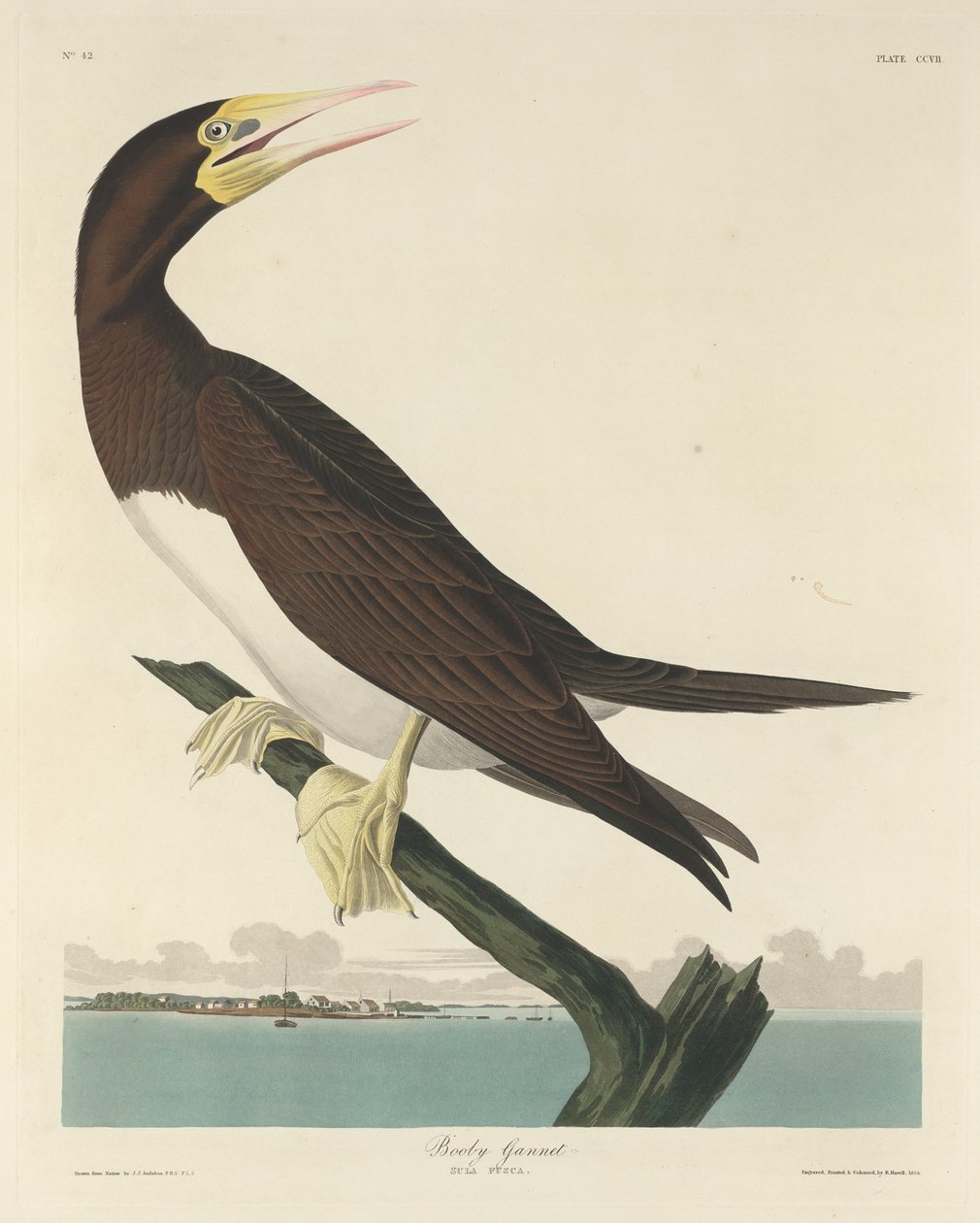 Bobby Gannett od Robert Havell after John James Audubon