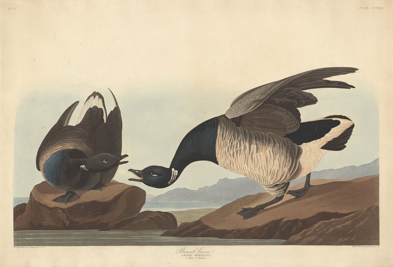 Brant Husa od Robert Havell after John James Audubon