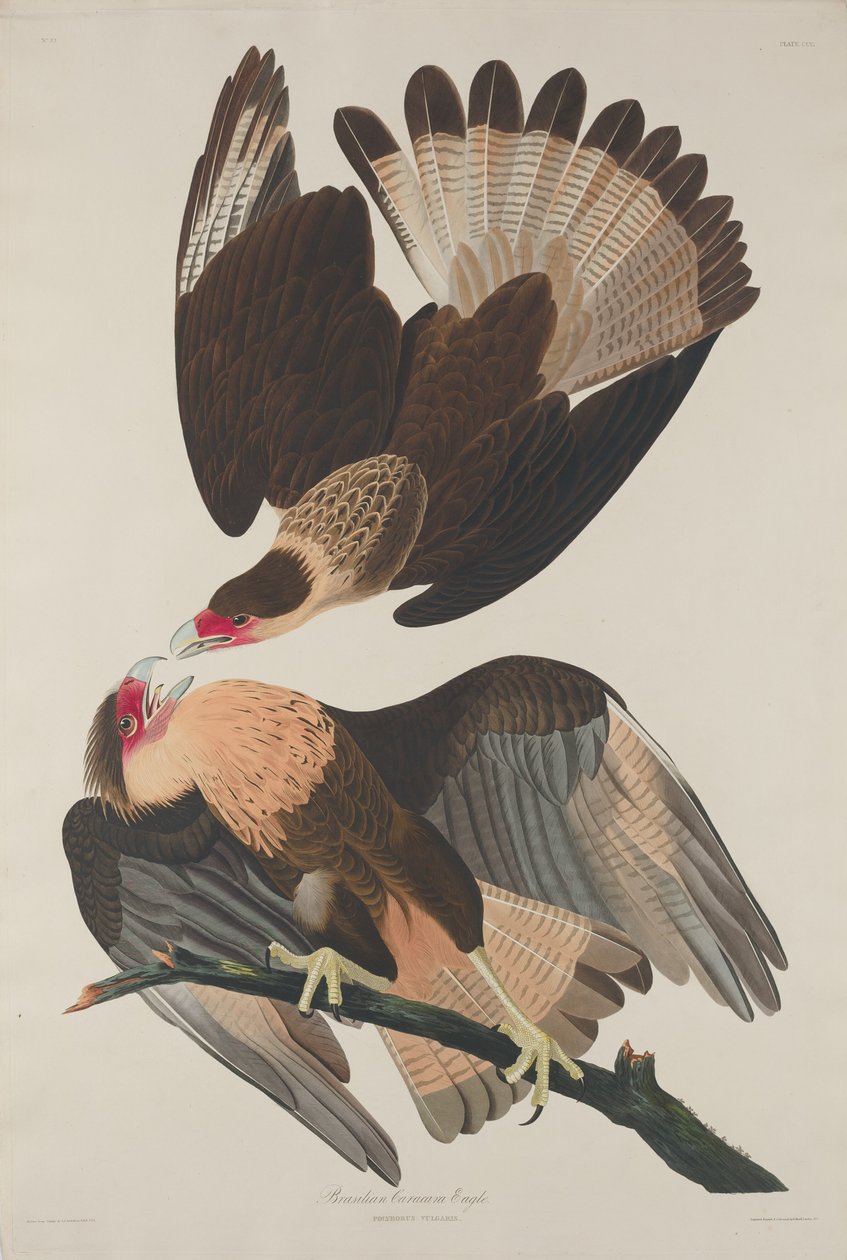 Brazilský orel Caracara od Robert Havell after John James Audubon