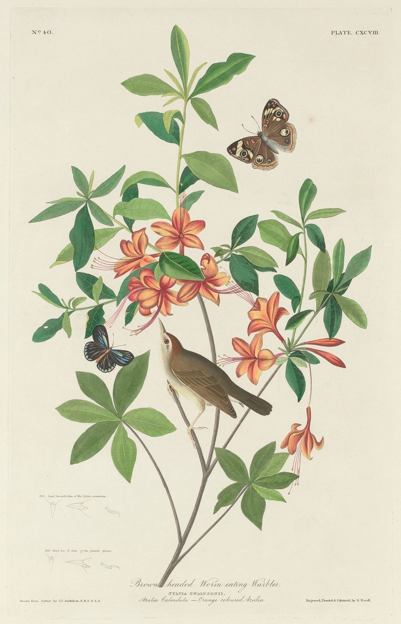 Pěnice červožravá hnědohlavá od Robert Havell after John James Audubon