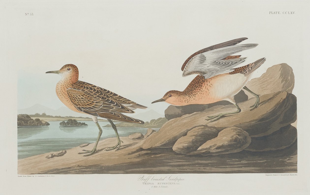 Jespák bahenní od Robert Havell after John James Audubon
