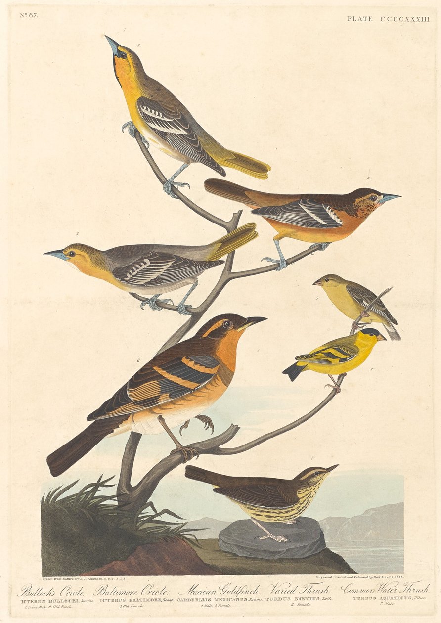 Žluva bullockova, žluva baltimorská, stehlík mexický a drozd pestrý od Robert Havell after John James Audubon