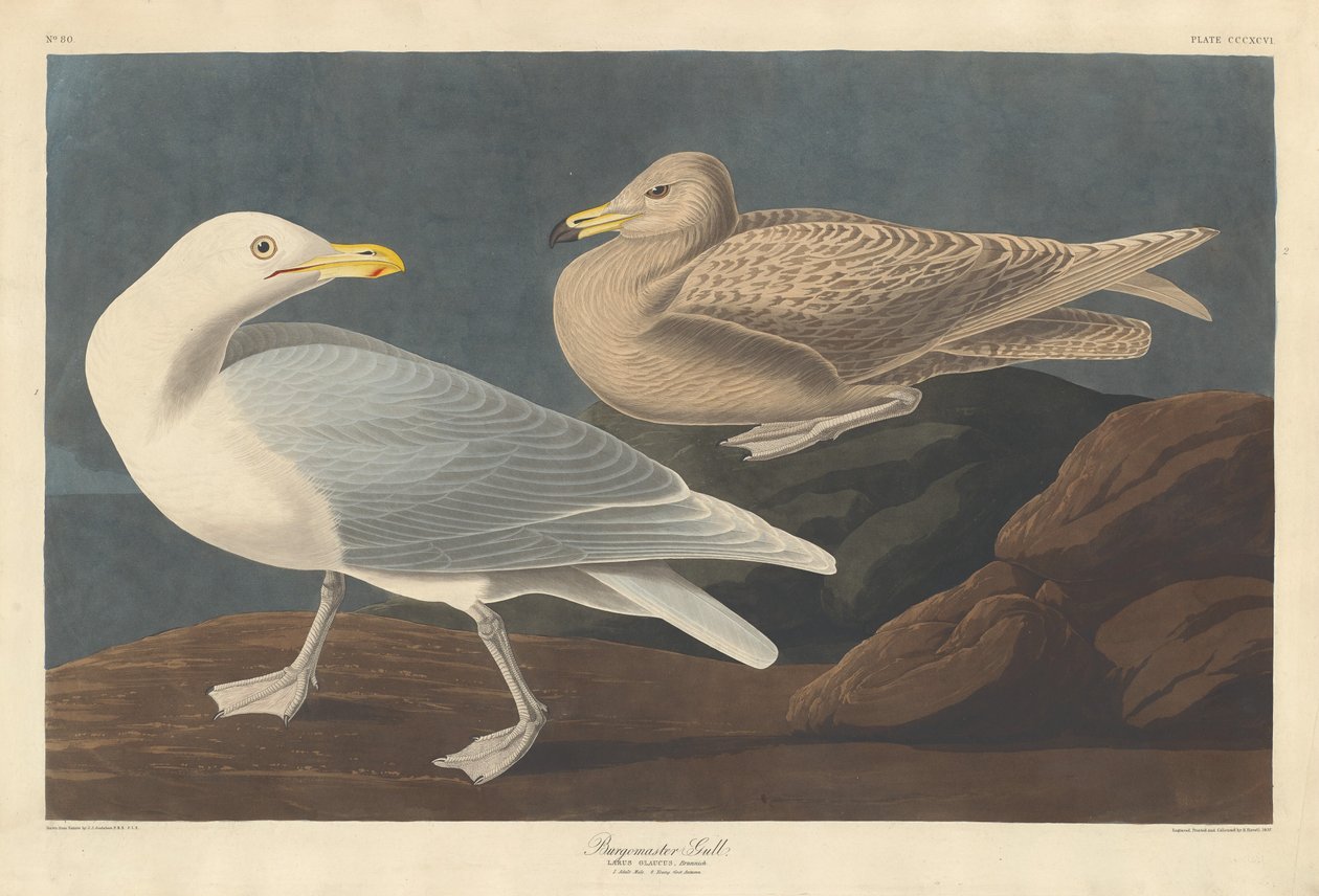 purkmistr Gull od Robert Havell after John James Audubon
