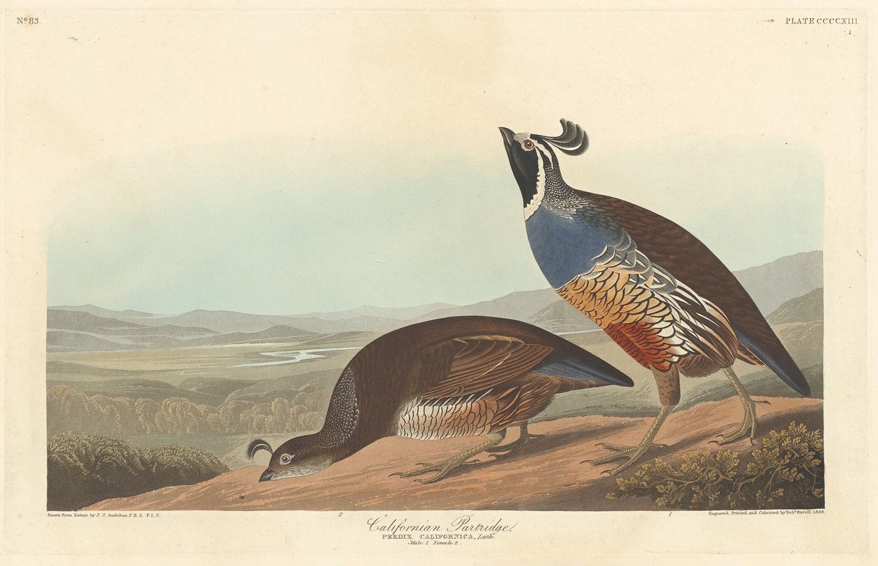 Kalifornský Partridge od Robert Havell after John James Audubon