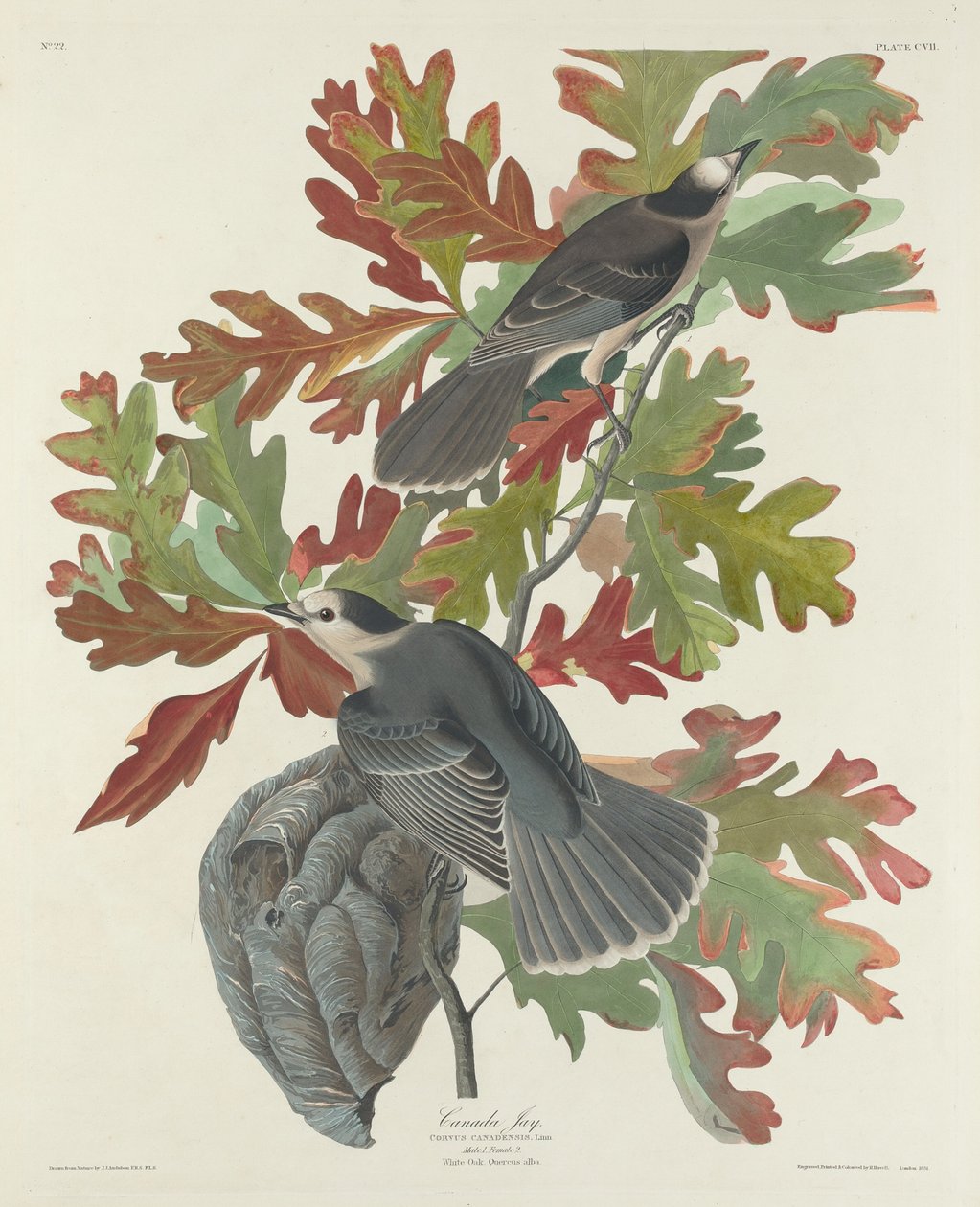 Kanada Jay od Robert Havell after John James Audubon
