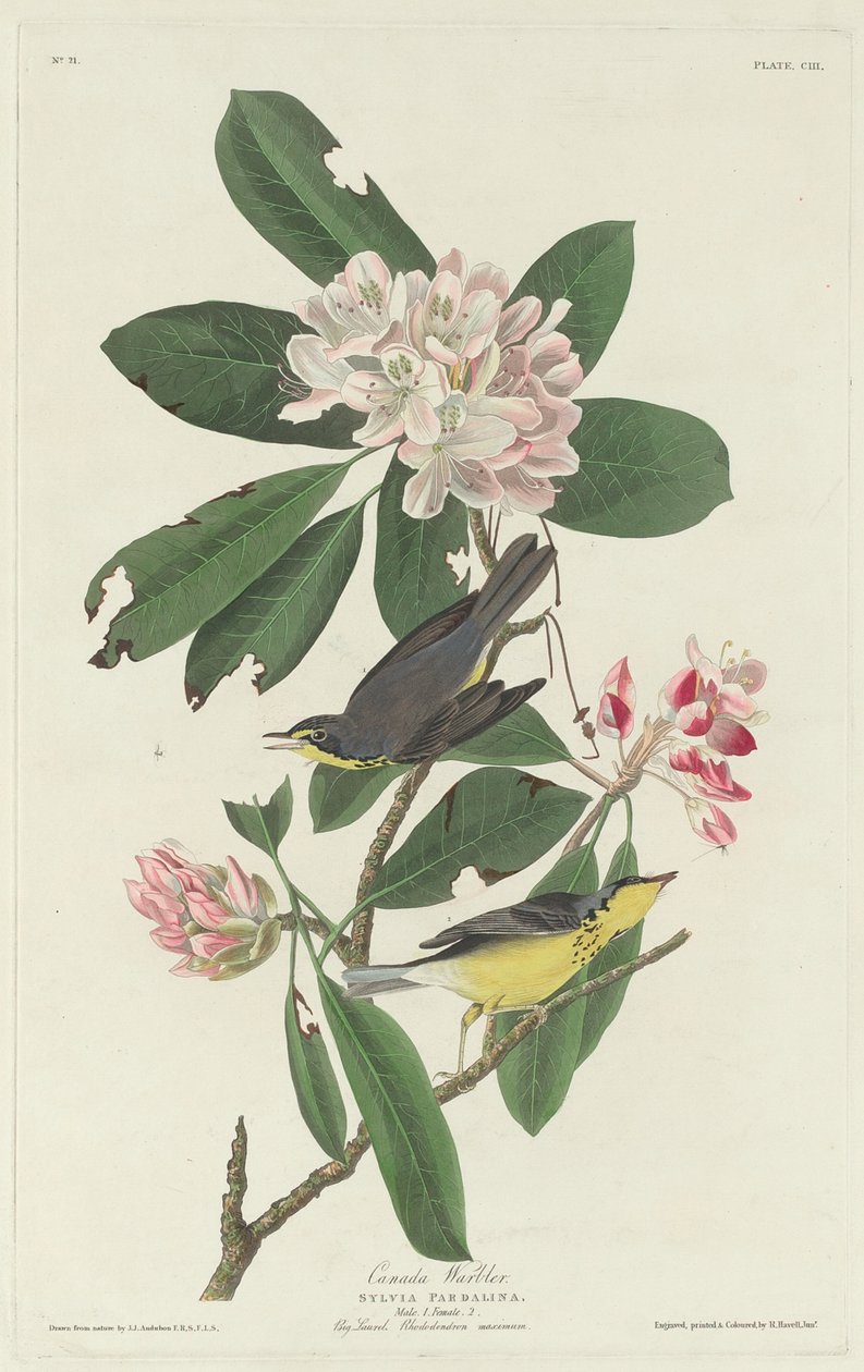 Pěnice kanadská od Robert Havell after John James Audubon